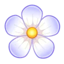 Sakura Flower Loves Or Not