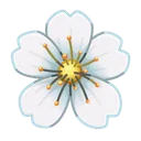 Sakura Flower Lunaris
