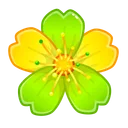 Sakura Flower Oxalis