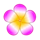 Sakura Flower Plumeria