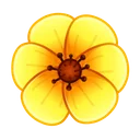 Sakura Flower Yellow Poppy