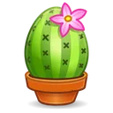 Easter Egg Cactus