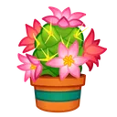Lush Bouquet Cactus