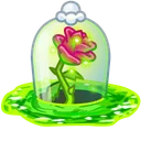 Eternal Rose Quantum