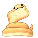 Pet Snake King Cobra